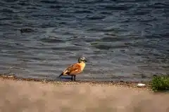 Fotograferet ved Stenbrud i Sverige