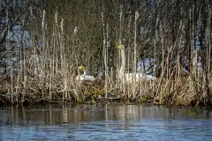 Fotograferet ved Hornborgasjön, Sverige