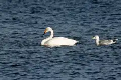 Fotograferet på Roskilde fjord