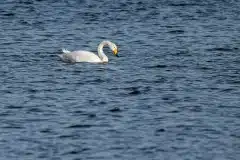 Fotograferet på Roskilde fjord