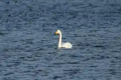 Fotograferet på Roskilde fjord