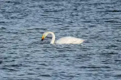 Fotograferet på Roskilde fjord