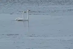 Fotograferet ved Avnø fjord