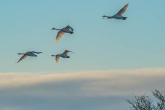 PHL8488 Fotograferet ved Solbjerg Engsø