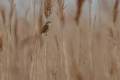 PH88650 Fotograferet Arresø