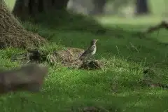 Fotograferet i Dyrehaven