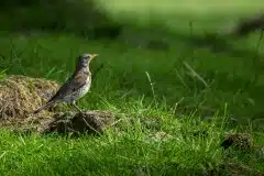 Fotograferet i Dyrehaven