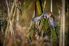 Fotograferet ved Skenkelsø