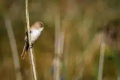 Fotograferet ved Skenkelsø