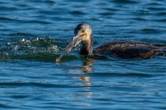 DSC_1341 Foto taget ved Sortedamssøen