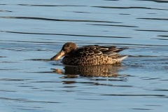 PHL9676 Fotograferet i Tueholm sø