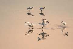 Skestork