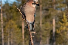 PH85180-2 Fotograferet i Sverige