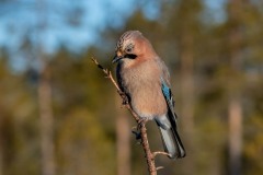 PH85183-2 Fotograferet i Sverige