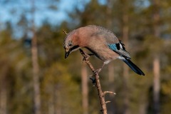 PH85195-2 Fotograferet i Sverige