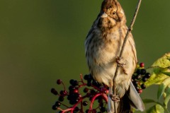 PHL8005 Fotograferet ved Nivå fugletårn