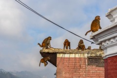NEP_4558 Aber ved Abetemplet i Kathmandu