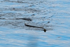 PHL2500 Snog på svømmetur