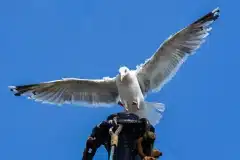 Fotograferet på Rømø