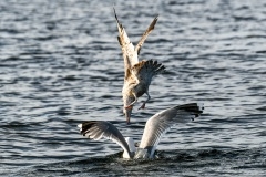 Sølvmåge med fisk jagtes af unge. Fotograferet i Polen