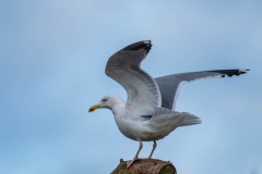PH83717 Fotograferet i Sverige