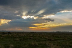 NEP_5756 Fotograferet på Kalvebod fælled