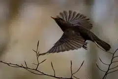 Fotograferet i Nejede Vesterskov