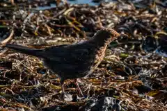 Fotograferet ved Nivå Strandenge