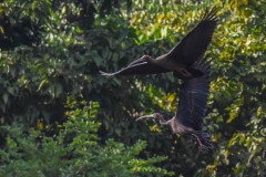 NEP_2408 Foto taget i Nepal