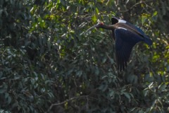 NEP_2415 Foto taget i Nepal