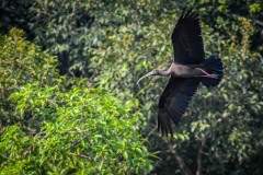 NEP_2438 Foto taget i Nepal