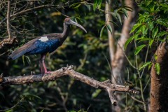 NEP_2470 Foto taget i Nepal