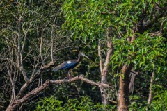 NEP_2471 Foto taget i Nepal