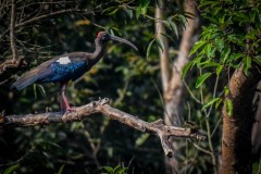 NEP_2474 Foto taget i Nepal