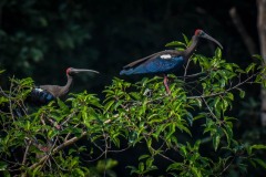 NEP_2481 Foto taget i Nepal