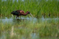 PH82668 Fotograferet på Kalvebod fælled