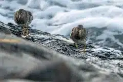 Foto Køge bugt ved Klydesøen