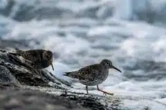 Foto Køge bugt ved Klydesøen