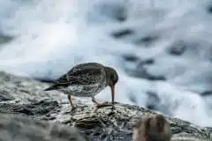 Foto Køge bugt ved Klydesøen