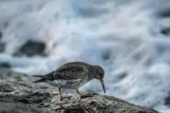 Foto Køge bugt ved Klydesøen