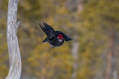 DSC5360 Fotograferet i Sverige
