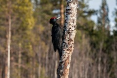PH89755 Fotograferet i Sverige