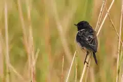 Fotograferet i Nepal