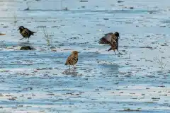 Fotograferet på Fanø