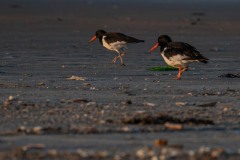 DSC4406 Fotograferet på Fanø