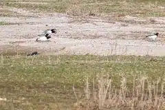 Fotograferet ved Tissø sø