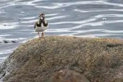 Taget ved Kalvebod Fælled (Klydesøen)