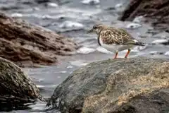 Taget ved Kalvebod Fælled (Klydesøen)
