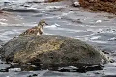 Taget ved Kalvebod Fælled (Klydesøen)