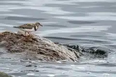 Taget ved Kalvebod Fælled (Klydesøen)